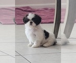 Puppy Puppy 2 Shih Tzu