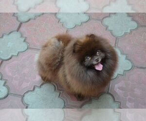 Mother of the Pomeranian puppies born on 07/02/2022