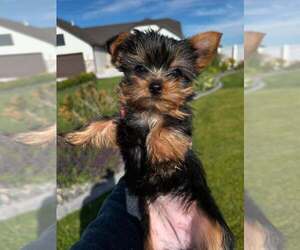 Yorkshire Terrier Puppy for sale in IONA, ID, USA