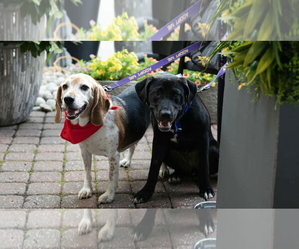 Medium Photo #3 Mutt Puppy For Sale in Overland Park, KS, USA