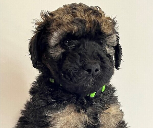 Medium Photo #1 Whoodle Puppy For Sale in EVANSVILLE, IN, USA
