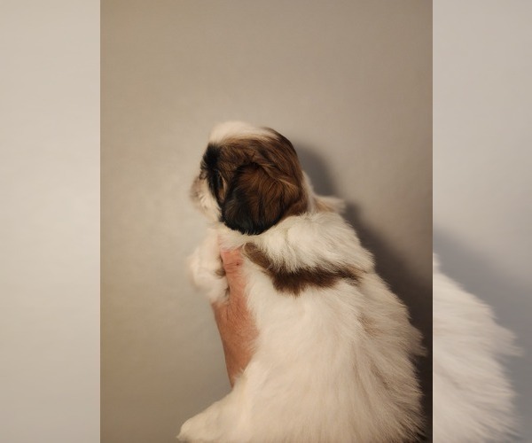 Medium Photo #7 Shih Tzu Puppy For Sale in WESLEY CHAPEL, FL, USA