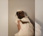Small #6 Shih Tzu