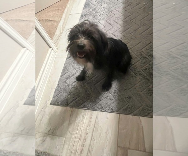 Medium Photo #4 Mutt Puppy For Sale in Rosenberg, TX, USA