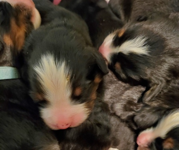 Medium Photo #15 Bernese Mountain Dog Puppy For Sale in LEETONIA, OH, USA