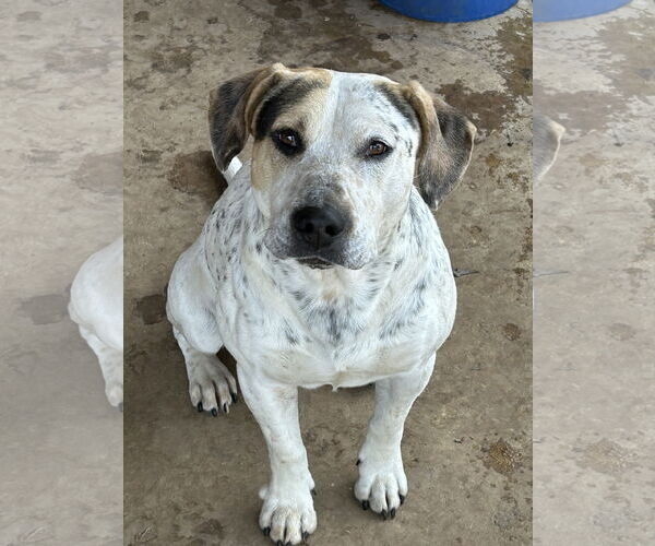 Medium Photo #4 Pointer-Unknown Mix Puppy For Sale in Okolona, MS, USA