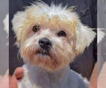 Small #4 Havanese