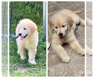Golden Retriever Puppy for sale in AKRON, OH, USA