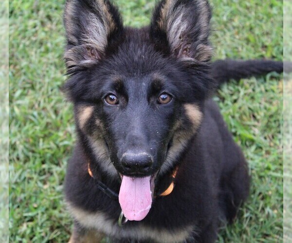 Medium Photo #2 German Shepherd Dog Puppy For Sale in WARRENTON, NC, USA