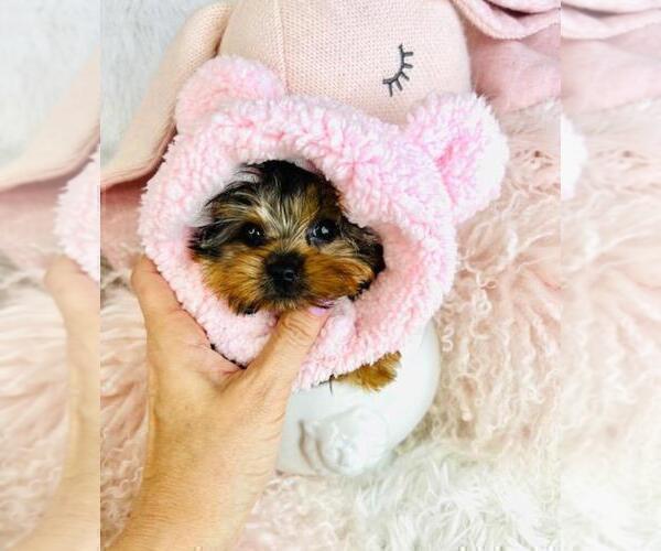 Medium Photo #4 Biewer Terrier Puppy For Sale in PEMBROKE PINES, FL, USA