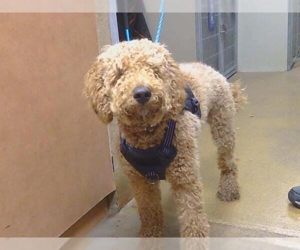 Medium Photo #1 Goldendoodle (Miniature) Puppy For Sale in Sacramento, CA, USA
