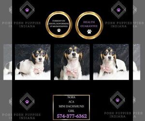 Dachshund Puppy for sale in WARSAW, IN, USA