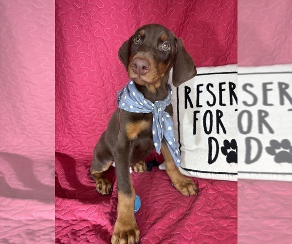 Medium Photo #4 Doberman Pinscher Puppy For Sale in GREENFIELD, IN, USA