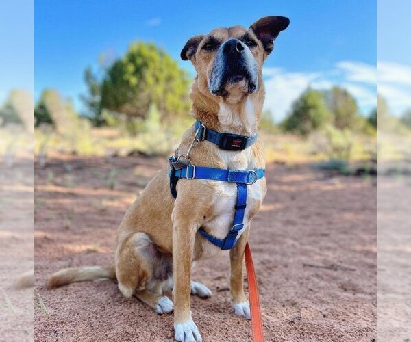 Medium Photo #33 Black Mouth Cur-Boxer Mix Puppy For Sale in Kanab, UT, USA