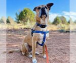 Small #32 Black Mouth Cur-Boxer Mix