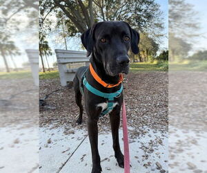 Labrador Retriever-Unknown Mix Dogs for adoption in Naples, FL, USA