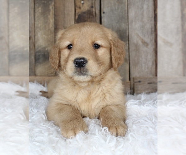 Full screen Photo #4 Golden Retriever Puppy For Sale in MASON, OH, USA