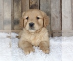Small Photo #4 Golden Retriever Puppy For Sale in MASON, OH, USA