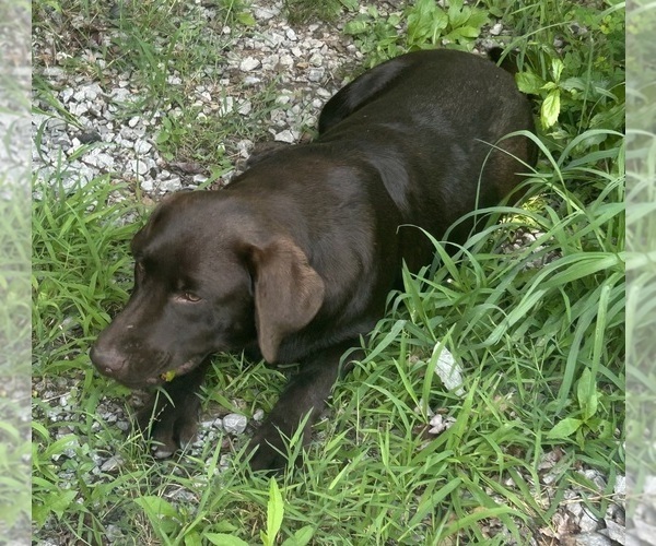 Medium Photo #7 Labrador Retriever Puppy For Sale in FENELTON, PA, USA