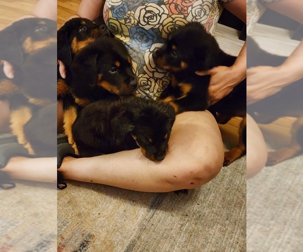 Medium Photo #18 Rottweiler Puppy For Sale in RACINE, WI, USA