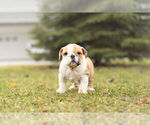 Small Photo #7 Bulldog Puppy For Sale in WARSAW, IN, USA