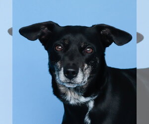 Mutt Dogs for adoption in Pasadena, CA, USA