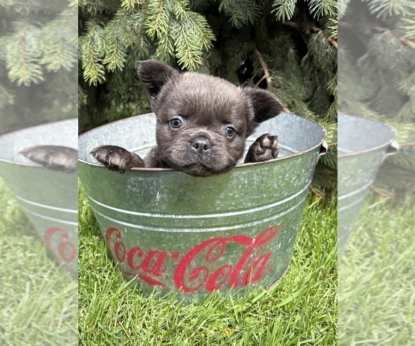 Medium Photo #1 French Bulldog Puppy For Sale in MIDDLEBURY, IN, USA