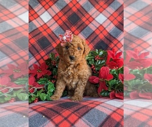 Goldendoodle (Miniature) Puppy for sale in LINCOLN UNIV, PA, USA