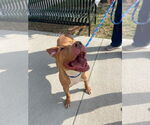 Small #4 American Pit Bull Terrier Mix