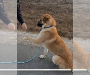 HARLEY - Male Anatolian Shepherd-Unknown Mix Dog for Adoption - Photo #2