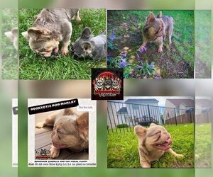 Father of the French Bulldog puppies born on 01/07/2026