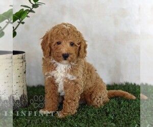 Poodle (Miniature) Puppy for sale in MILL HALL, PA, USA
