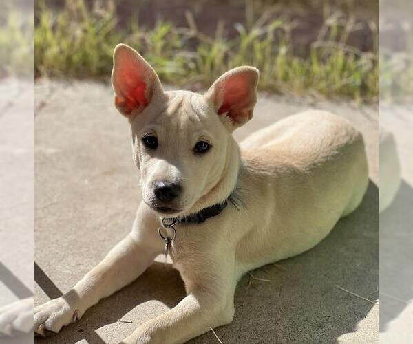 Medium Photo #19 Chug Puppy For Sale in San Diego, CA, USA