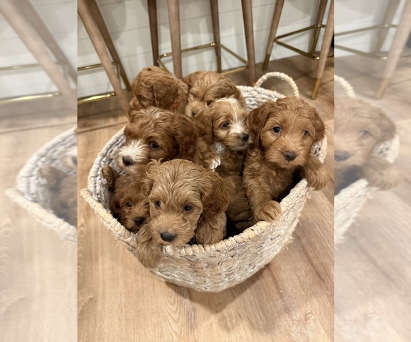 Medium Photo #1 Cock-A-Poo Puppy For Sale in SCHILLER PARK, IL, USA