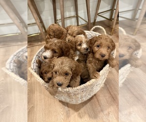 Cock-A-Poo Puppy for sale in SCHILLER PARK, IL, USA