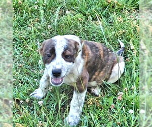 Boxer-Unknown Mix Dogs for adoption in Rutherfordton, NC, USA