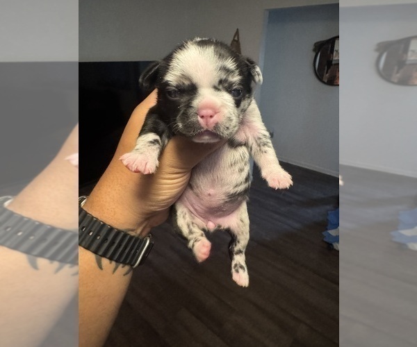 Medium Photo #20 French Bulldog Puppy For Sale in LUTZ, FL, USA