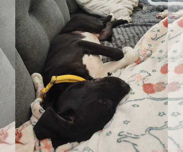 Medium Photo #3 American Staffordshire Terrier-Great Pyrenees Mix Puppy For Sale in Minneapolis, MN, USA