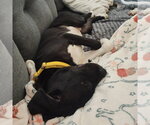 Small #2 American Staffordshire Terrier-Great Pyrenees Mix