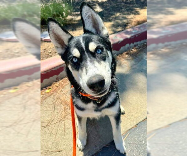 Medium Photo #1 Siberian Husky Puppy For Sale in Sacramento, CA, USA