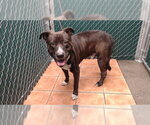 Small Labrador Retriever Mix