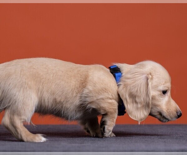 Medium Photo #47 Dachshund Puppy For Sale in CROWLEY, TX, USA