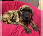Small #8 Great Dane