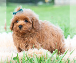 Small #2 Maltipoo (Toy)