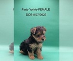 Small Photo #3 Yorkshire Terrier Puppy For Sale in HAMPTON, VA, USA