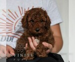 Small #3 Goldendoodle (Miniature)