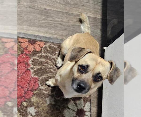 Medium Photo #1 Cardigan Welsh Corgi-Unknown Mix Puppy For Sale in San Antonio, TX, USA