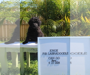 Shih Tzu Puppy for sale in TAVARES, FL, USA