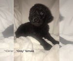 Small Photo #1 Goldendoodle Puppy For Sale in LADYSMITH, WI, USA