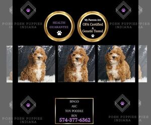Poodle (Toy) Puppy for sale in WARSAW, IN, USA